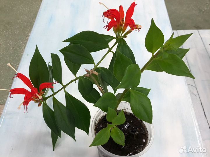 Эсхинантус