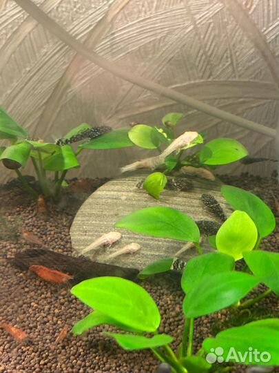 Анциструсы сомики