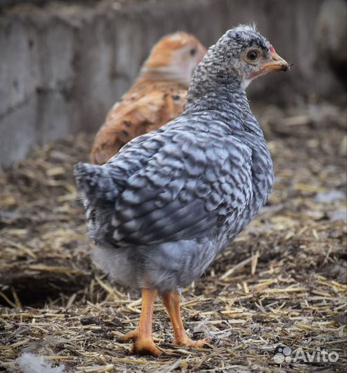Подрощеные цыплята деревенских курочек