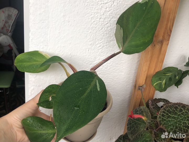 Филодендрон белый рыцарь