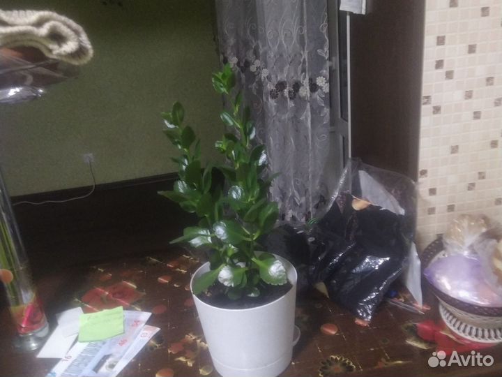 Комнатные цветы каланхоэ