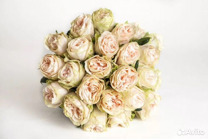 Розы Армавир, пионовидные розы