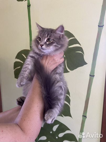 Котятки в добрые руки