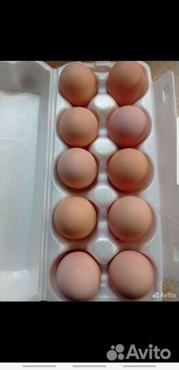 Инкубационное яйцо Кучинская юбилейная