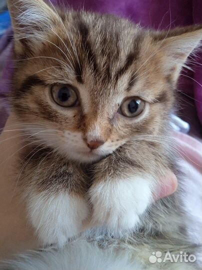 Котёнок девочка