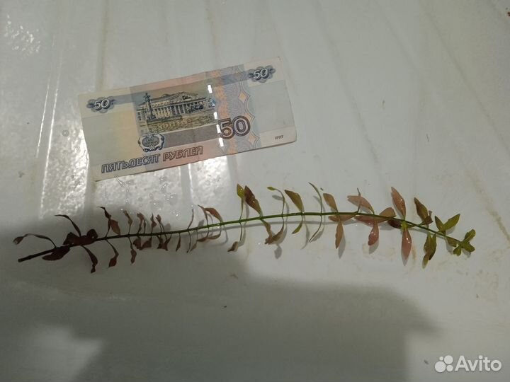 Аквариумные растения