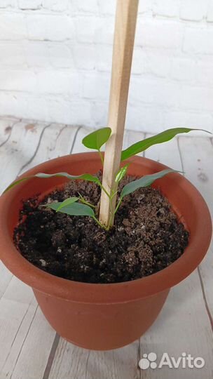 Фикус бенджамина