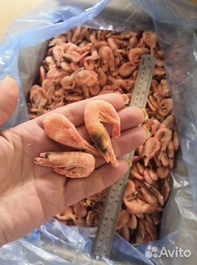 Креветка северная