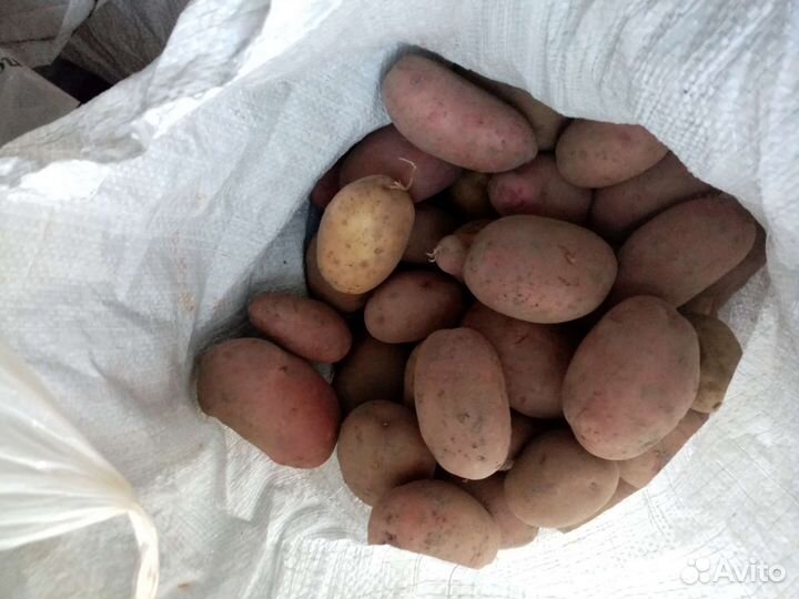 Продам картофель