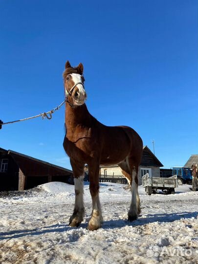 Продажа лошадей