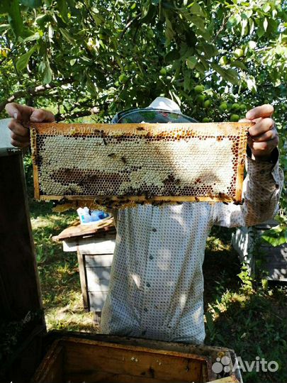 Мед цветочный