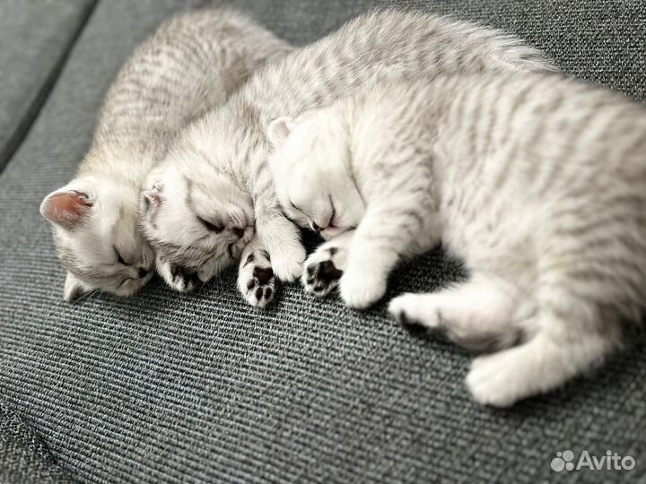 Шотландские котята, девочки