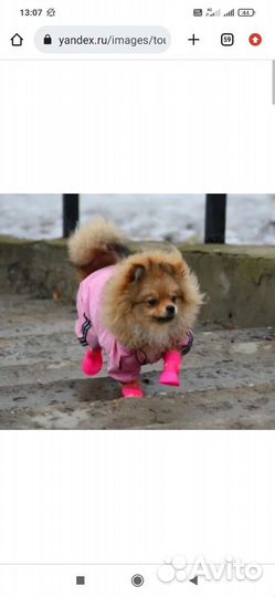 Сапожки для собак Triol