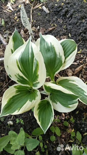 Хоста растение