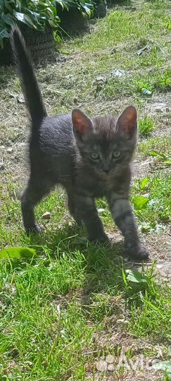Отдам котёнка в добрые руки
