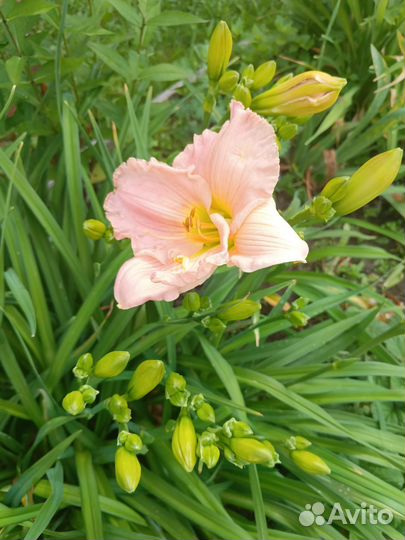 Лилейники, флоксы, гортензия, хризантемы