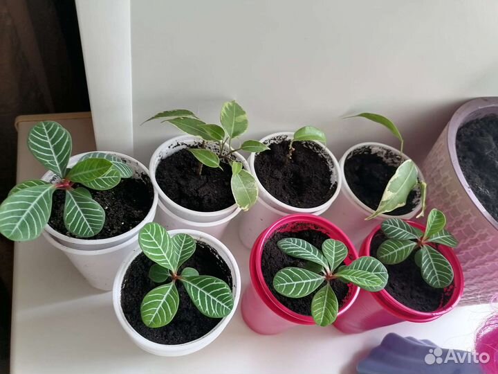 Молочай и фикус бенжамина