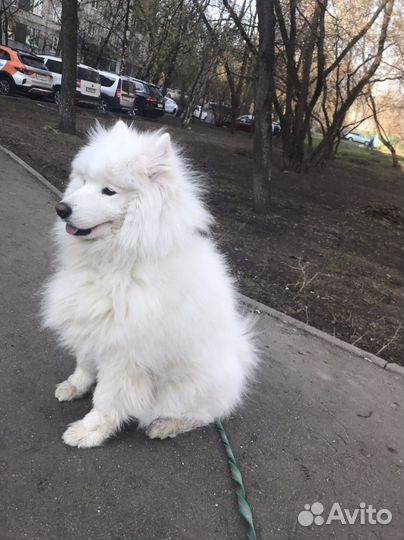 Самоедская лайка