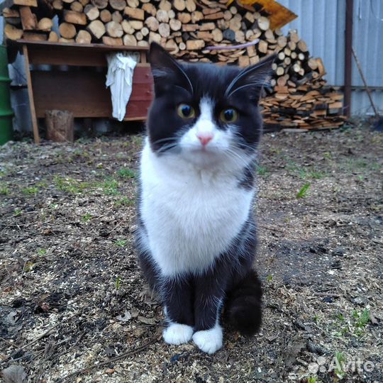 Котята в дар бесплатно