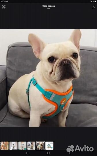 Шлейка с поводком для маленькой собаки