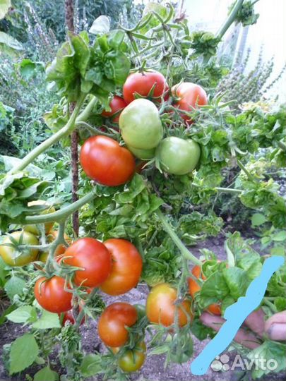 Семена - Помидор «Колоновидный»