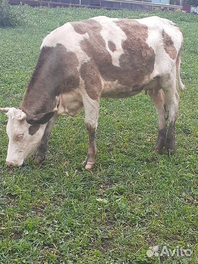 Телята, нетели, дойные коровы