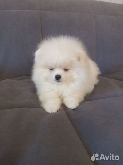 Шпиц девочка