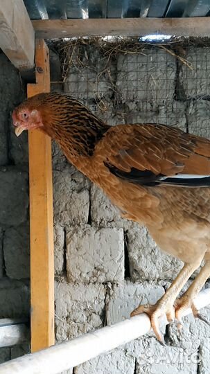 Бойцовые куры