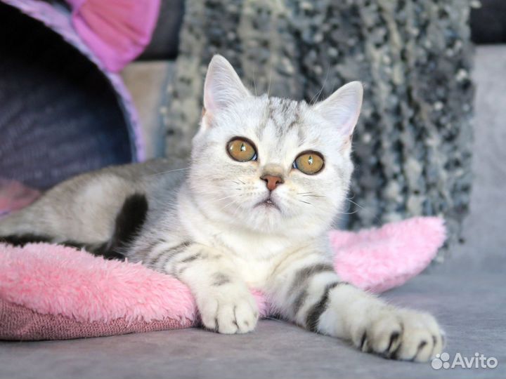 Шотландские мраморные котята