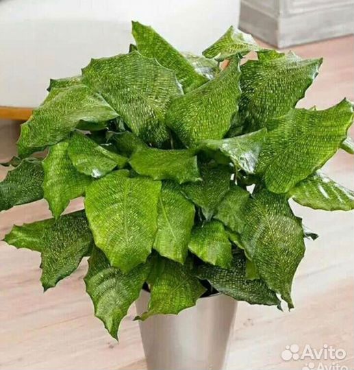 Калатея нетворк