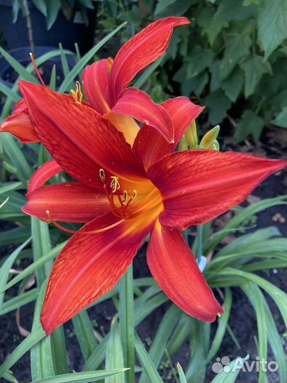 Лилейники сортовые