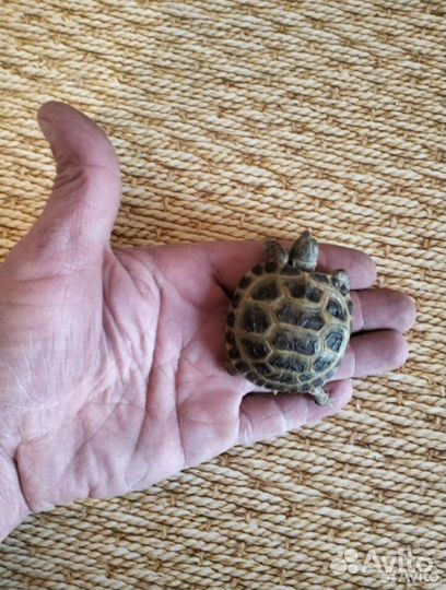 Сухопутная черепашка