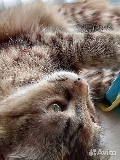 Кошечка Верочка