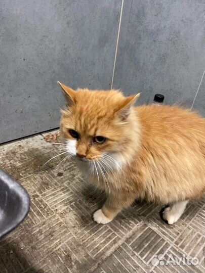 Бездомный котик в добрые руки