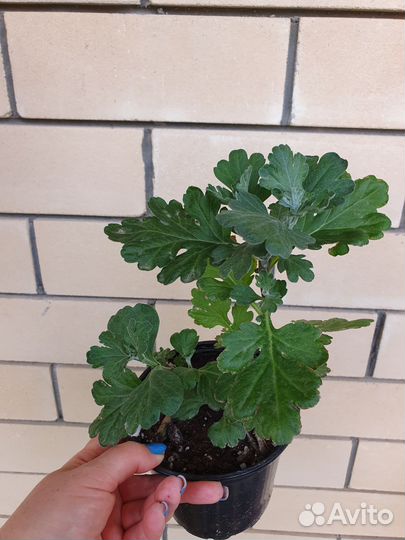 Хризантема