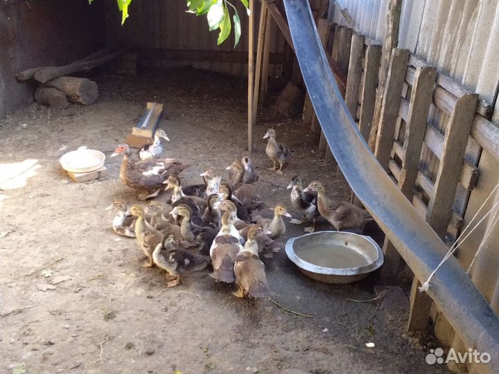 Утята индоутки