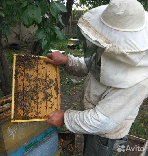 Матки пчелиные