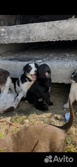 Щенок в добрые руки