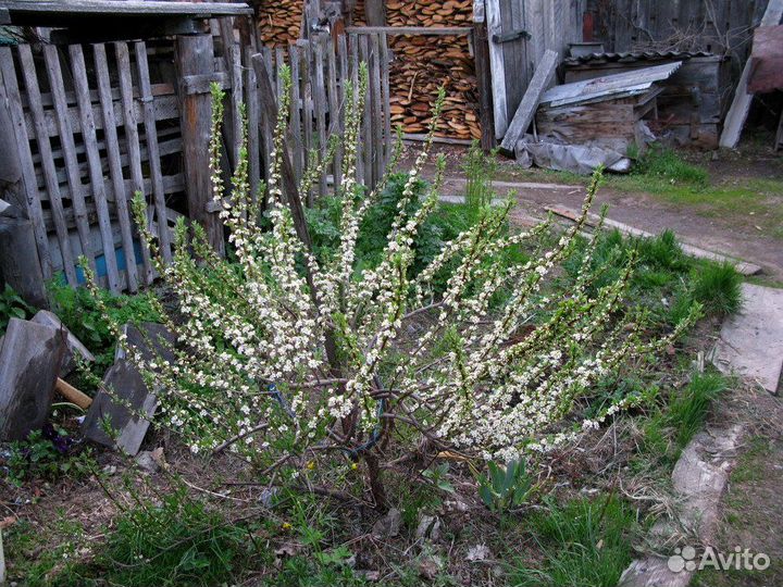 Вишня карликовая бессея