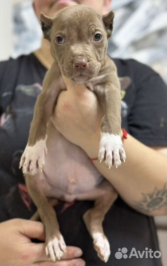 Шоколадный парень