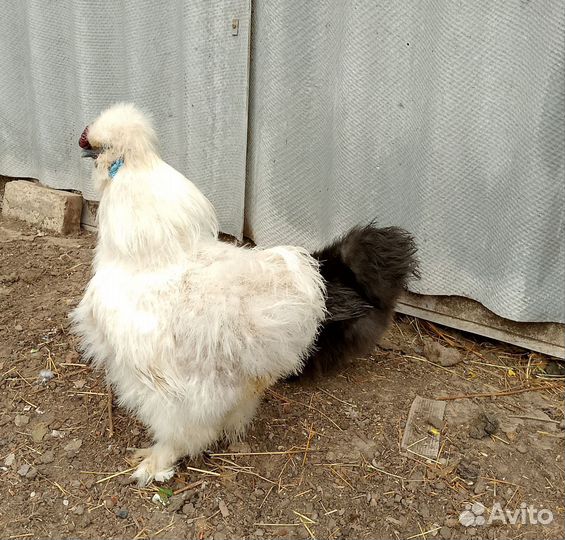 Цыплята китайские щелковые