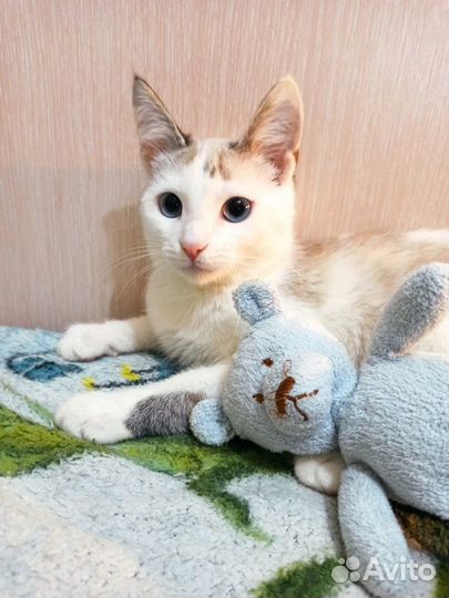 Котенок в добрые руки