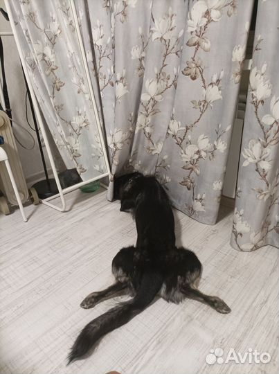 Собака друг