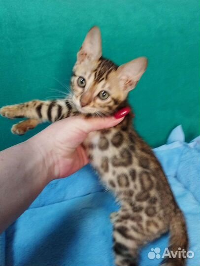Бенгальские котята