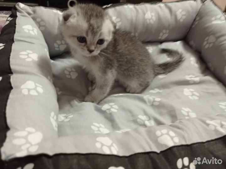 Шотландские котята