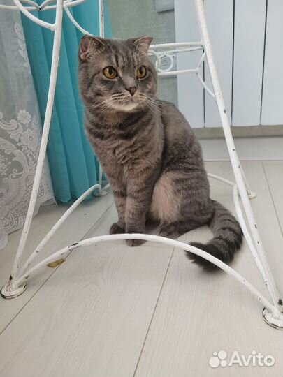 Скоттиш фолд