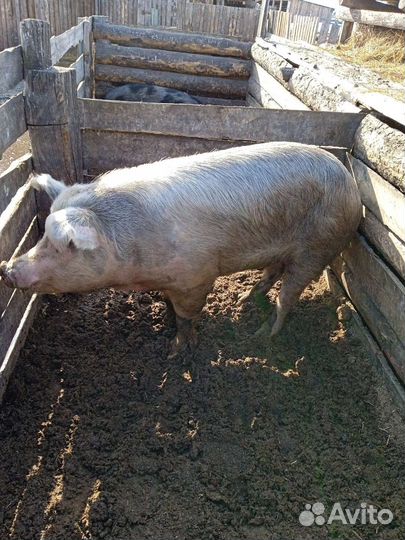 Хряк на племя