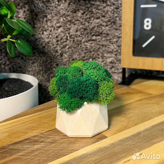 Кашпо со стабилизированным мхом