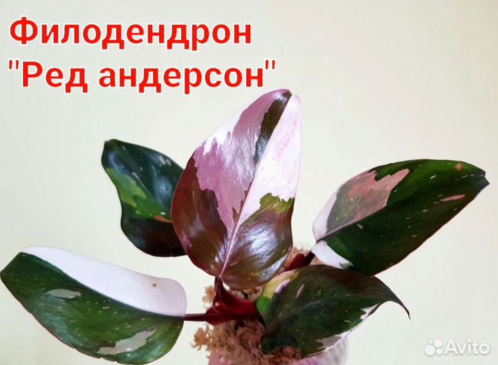 Филодендроны ред андерсон,Маска,Веррукозум