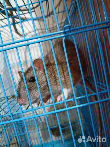 Крыса с клеткой бесплатно